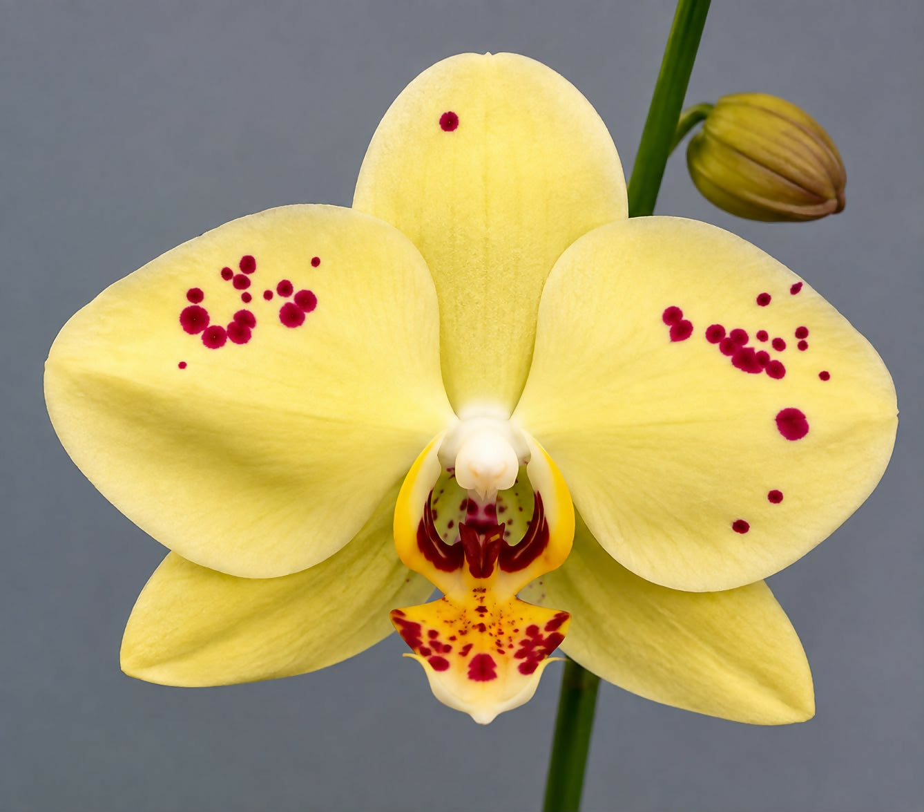 Phalaenopsis-1839