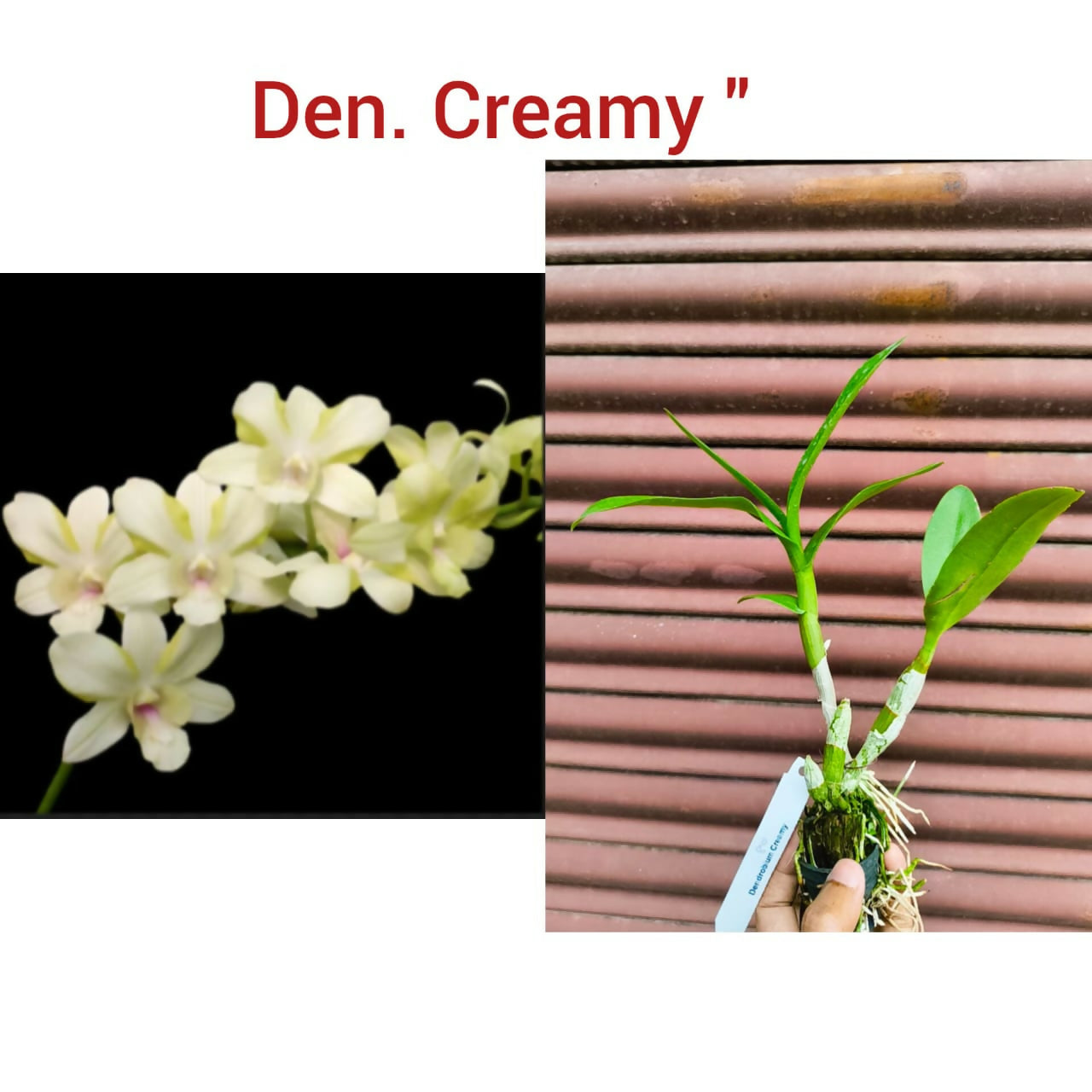 Dendrobiums Orchid Creamy