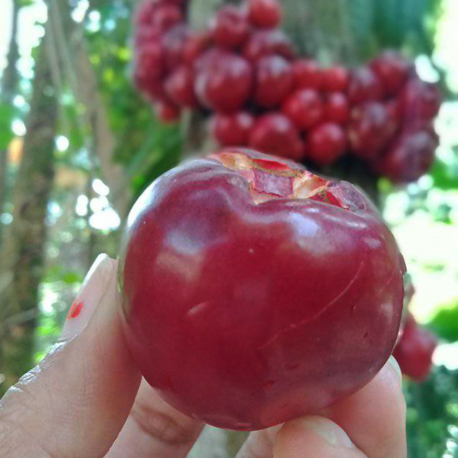 Ruruhi Fruit Plant (Syzygium Sulawesi)