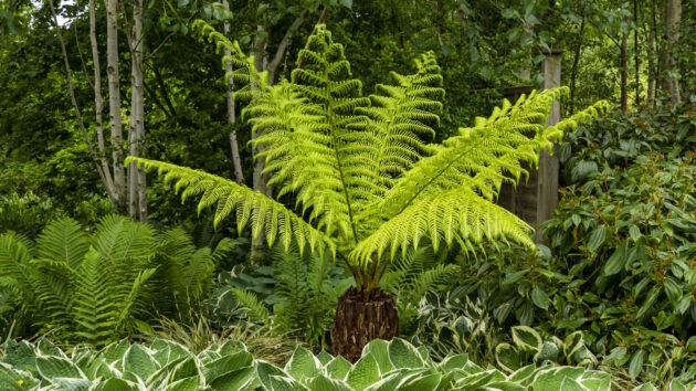 Tree fern