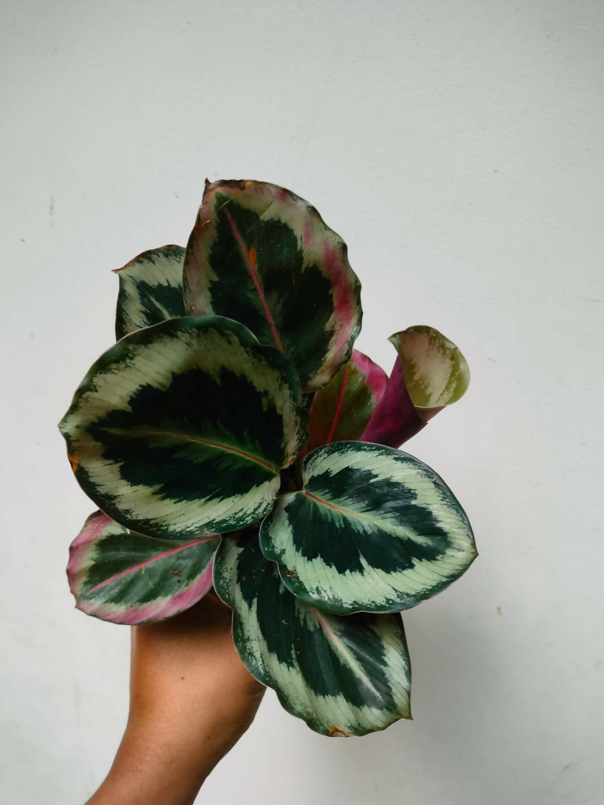 Calathea Roseopicta Marion- Tropical house plant- The Lush Flora