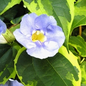 Thunbergia Variegated, Bengal Clock Vine, Blue Sky Vine 'Variegata' (Thunbergia grandiflora) - Rare