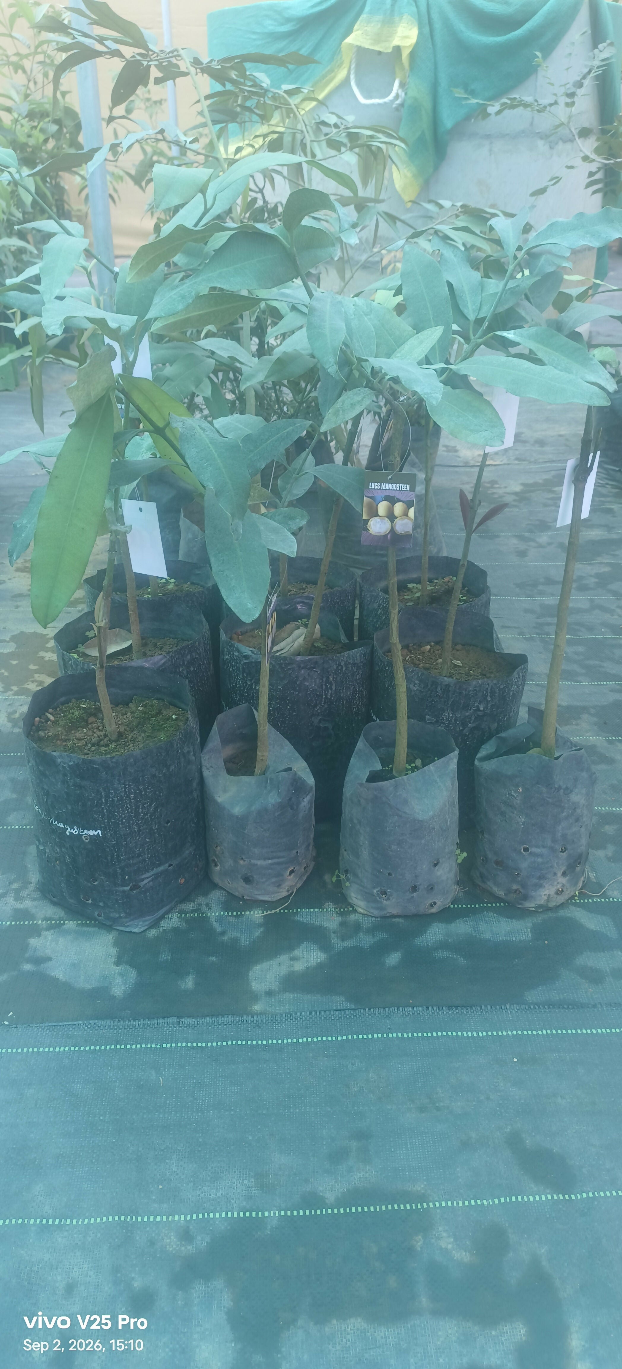 Lucs Mangosteen Fruit Plant – Graft - Keyfarm Wayanad
