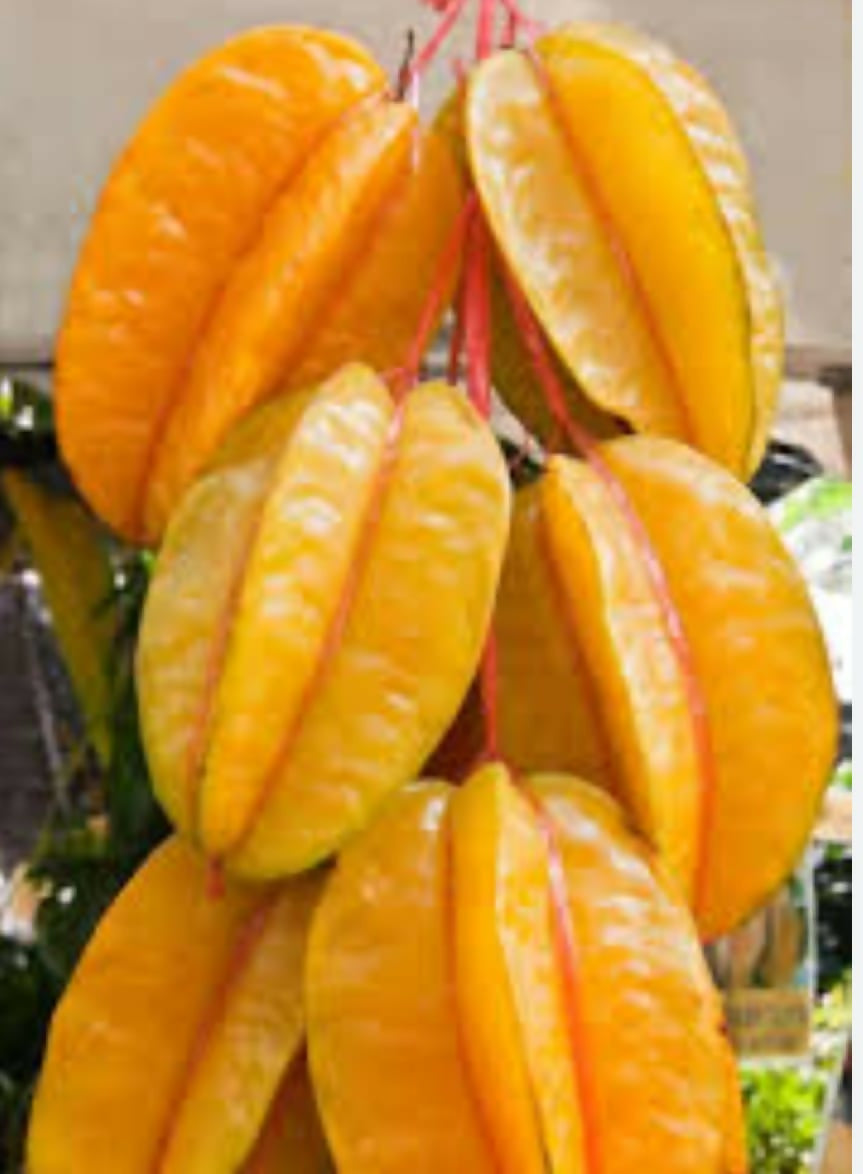 Sweet Star – Fruited Live Grafted - Keyfarm Wayanad