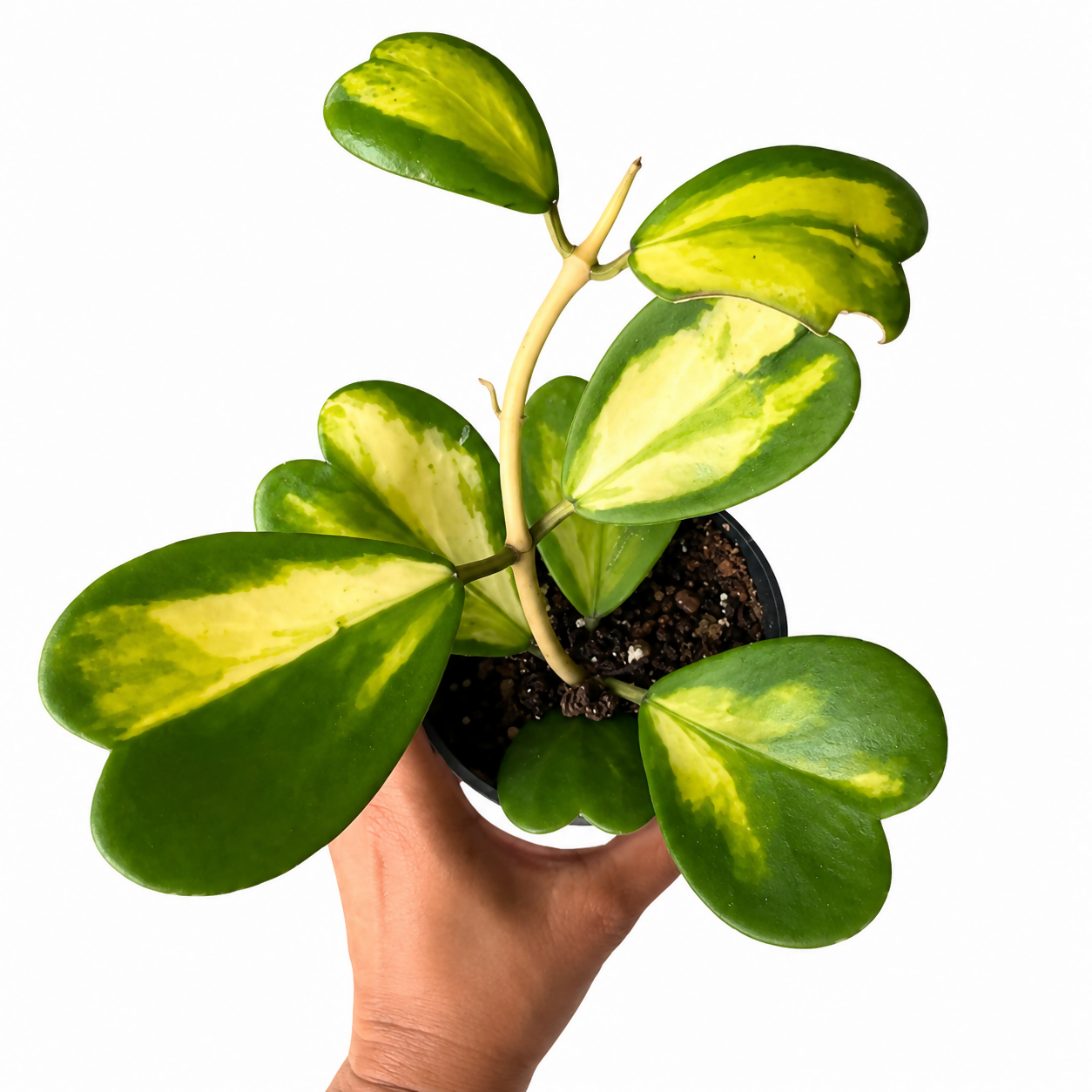 Hoya Kerrii Variegated (Variegated Sweetheart Hoya)