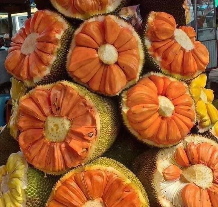 Daeng Suriya Jack Fruit Plant (Artocarpus heterophyllus)