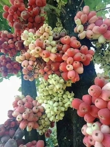 Jambu Bira Rose Apple – Live Grafted - Keyfarm Wayanad
