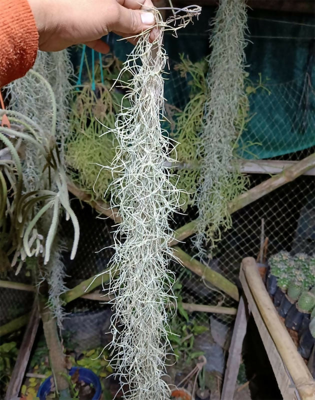 Spanish Moss Air Plant (Tillandsia usneoides)