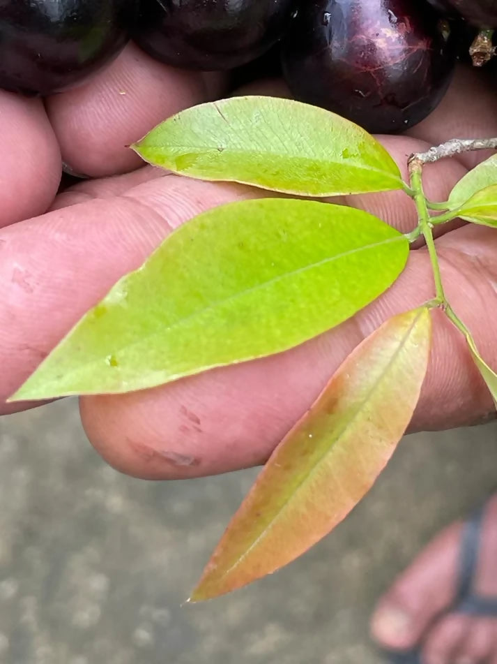 Jaboticaba Sabara Fruit Plant (Plinia Cauliflora)