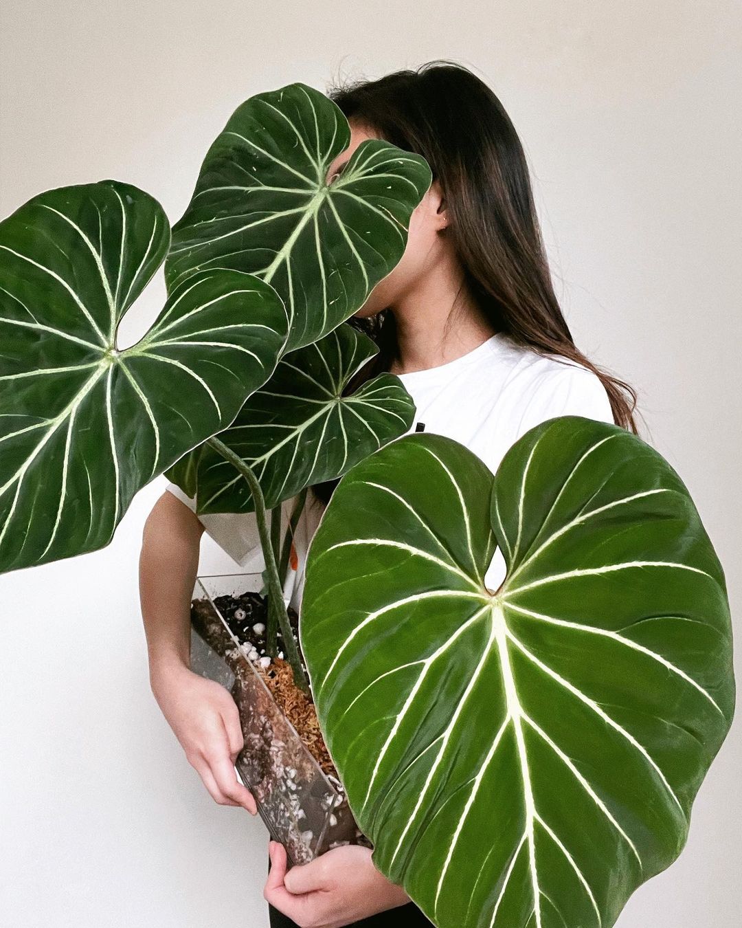 Philodendron Gloriosum