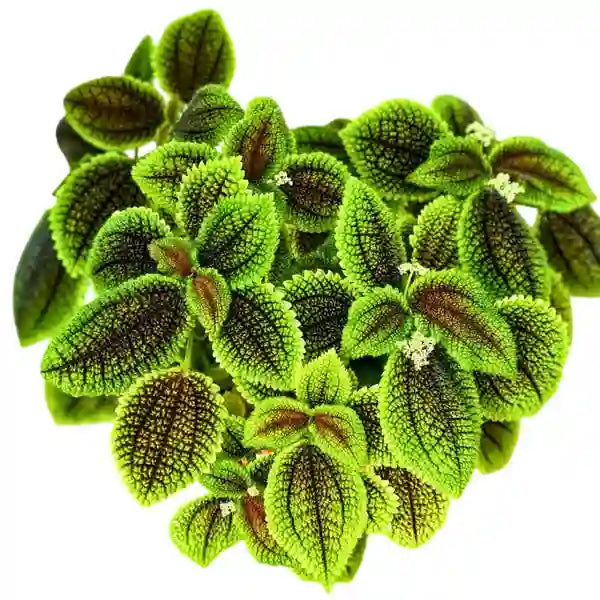 Moon Valley friendship plant