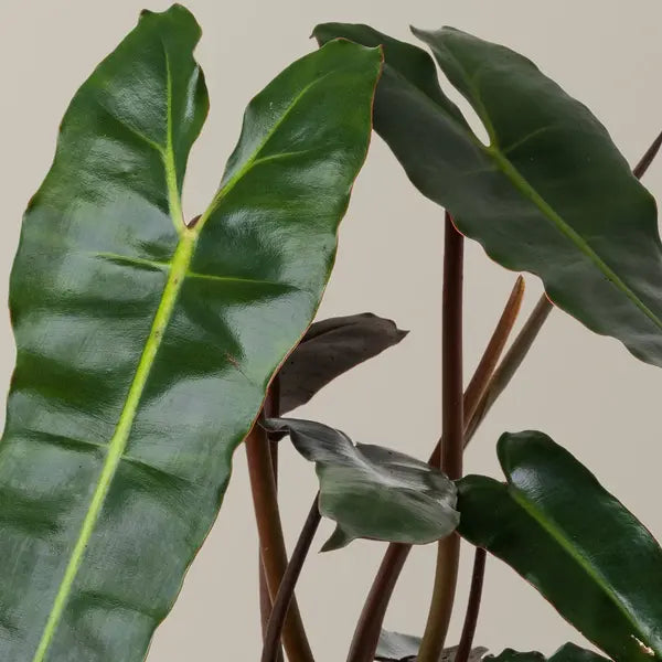 Philodendron Black Billietiae