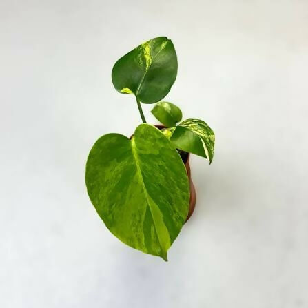 Monstera Deliciosa Aurea Variegated yellow