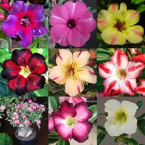 Adenium Plant (Mixed colours)