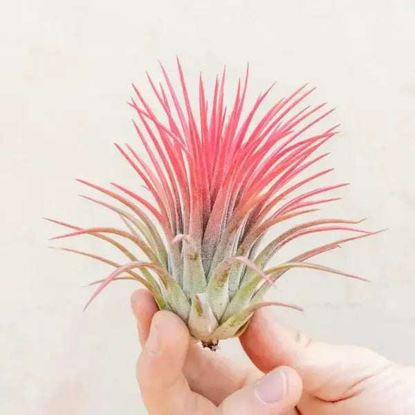 Tillandsia Ionantha Red - Air plant