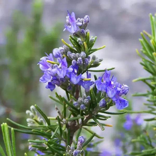 Rosemary Plant
