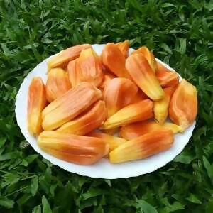 Cambodian Jackfruit Plant - Tropical Fruit Tree - Keyfarm Wayanad