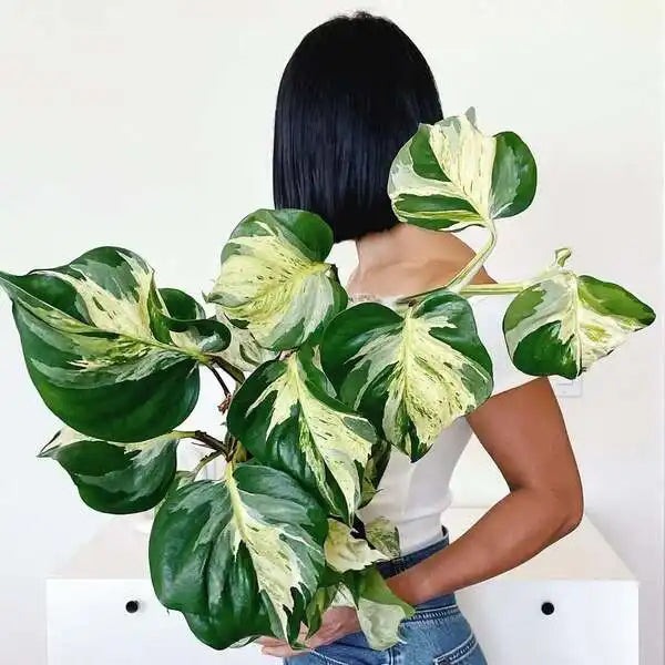Manjula Pothos Plant