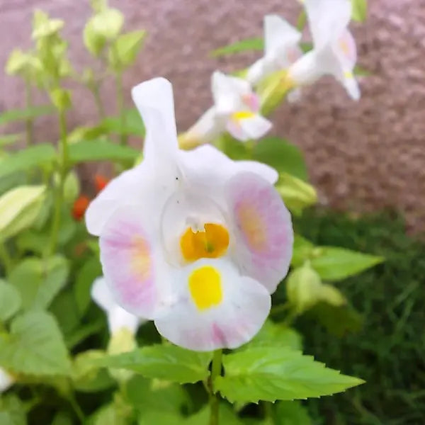 Torenia Fournieri Plant- Kauai pink and white