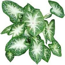 Caladium stardust
