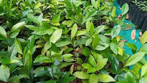 Black Sapote Fruit Plant (Diospyros Nigra)