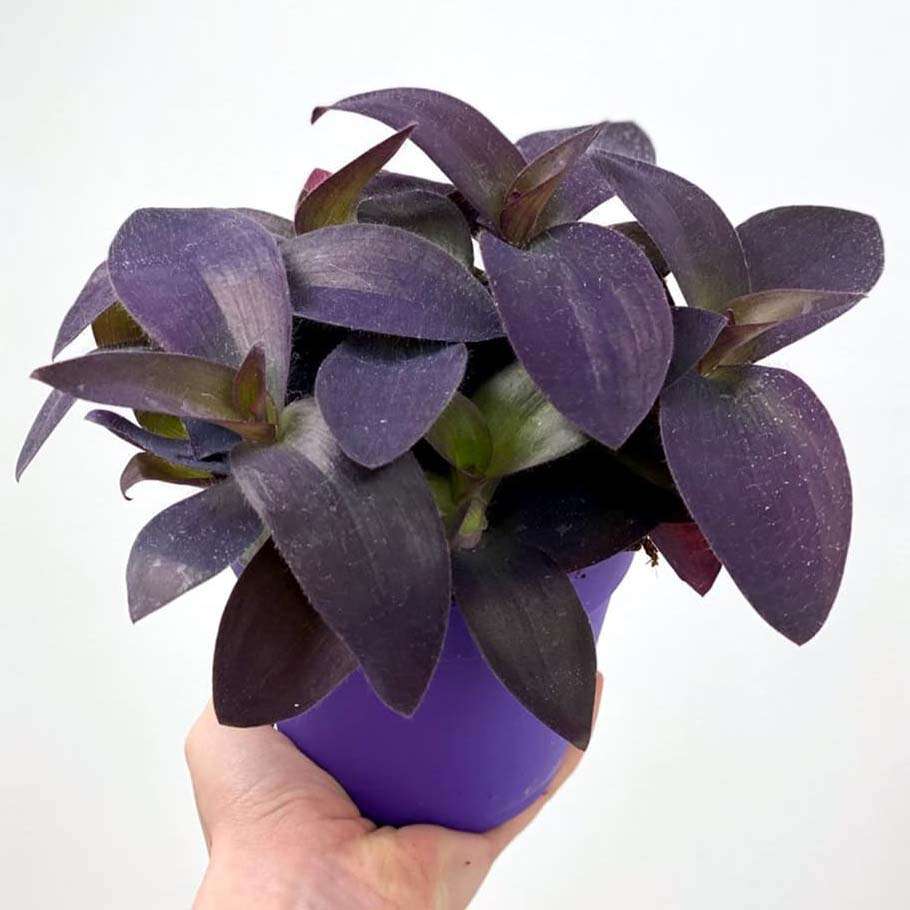 Tradescantia Pallida Queen, Purple Heart Plant