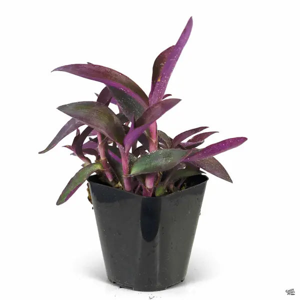 Tradescantia Pallida Queen, Purple Heart Plant