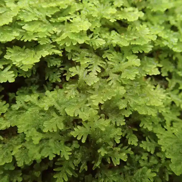 Trichocolea Tomentella Moss - Terrarium Moss