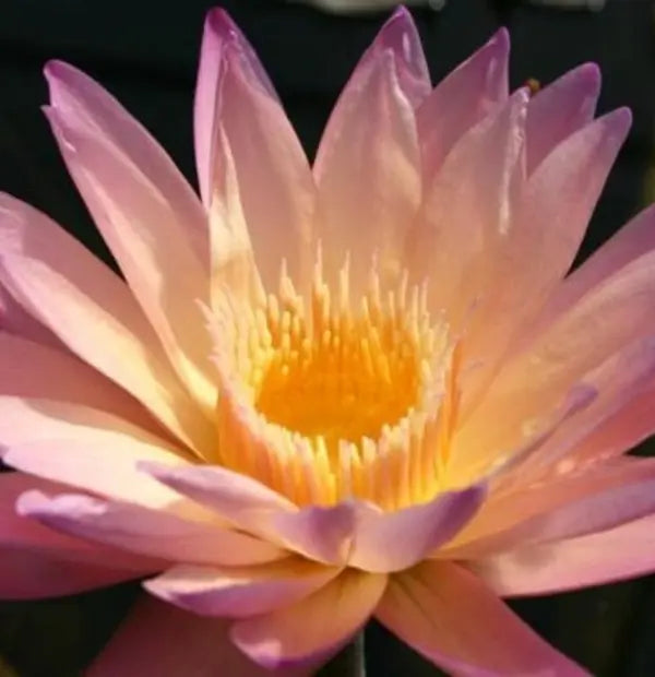 4 Beautiful Waterlilys (Atrans x Gygantea, Red Dali, Pink Galaxy, Tropic Sunset) - Combo