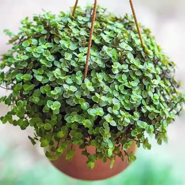 Callisia Repens - Hanging Plant