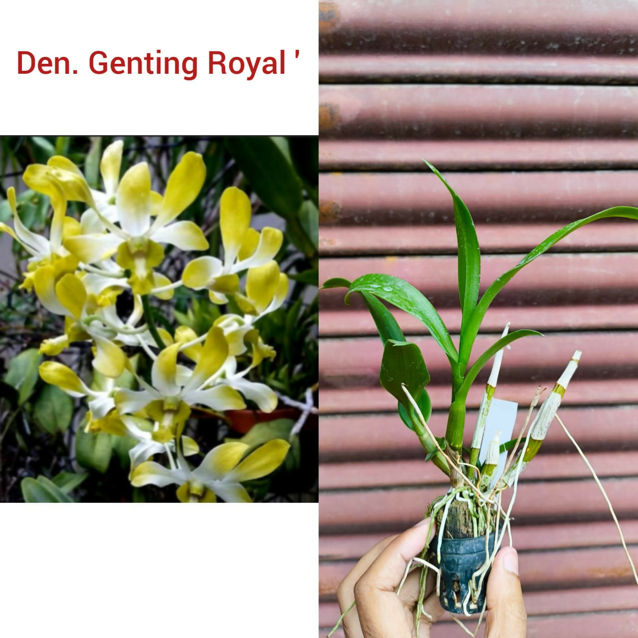 Dendrobium Orchid Genting Royal
