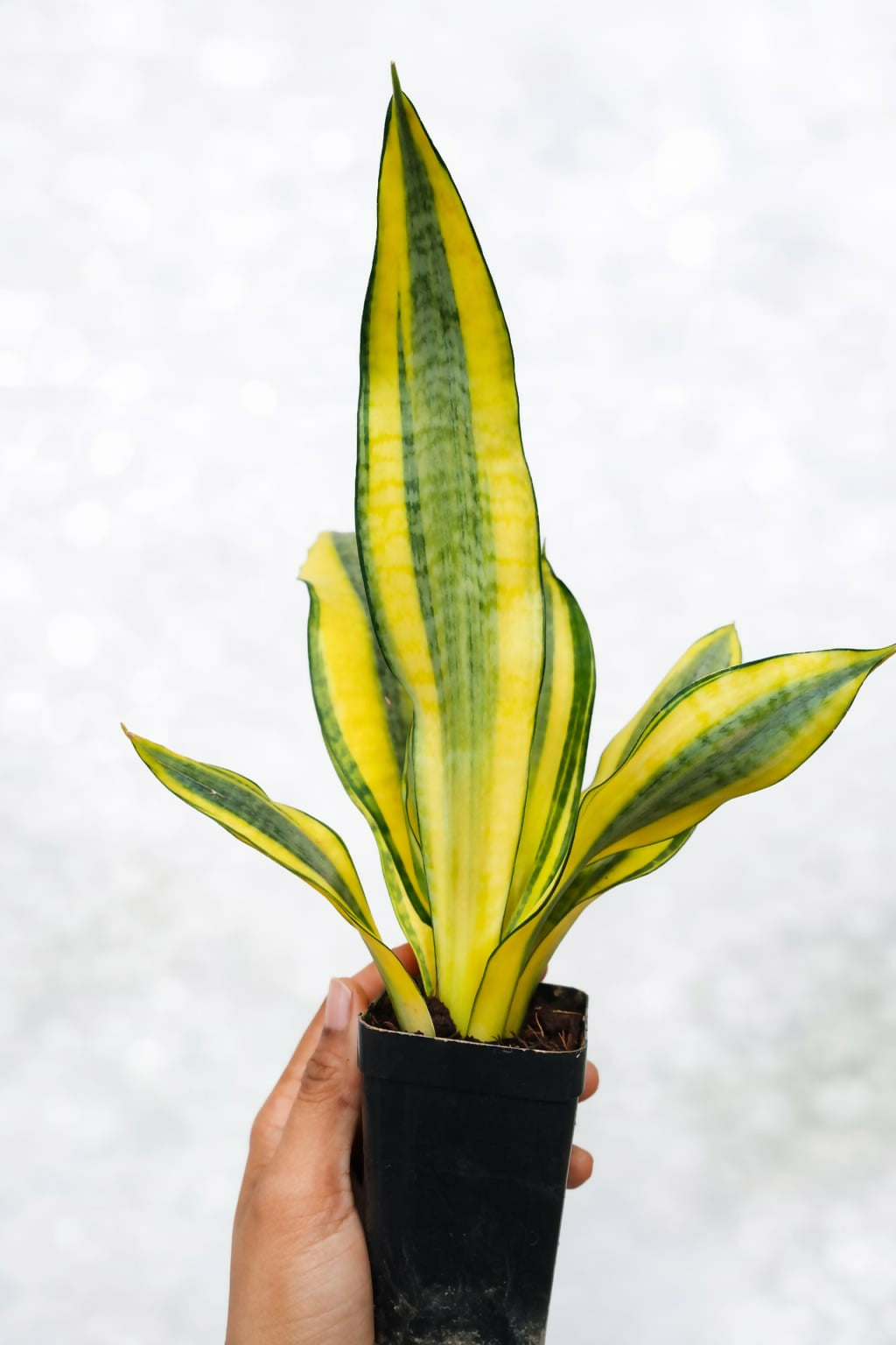 Sansevieria Gold Dust