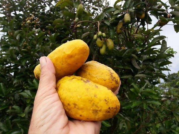 Olosappo Fruit Plant (Couepia Polyandryis)