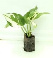 Money plant Njoy