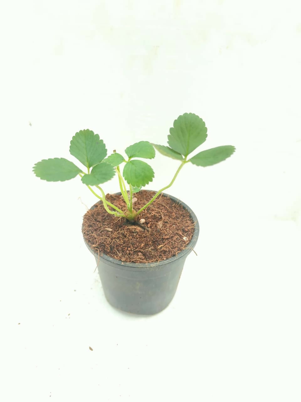 Strawberry foliage detail – healthy tissue culture houseplant – Foliages India
