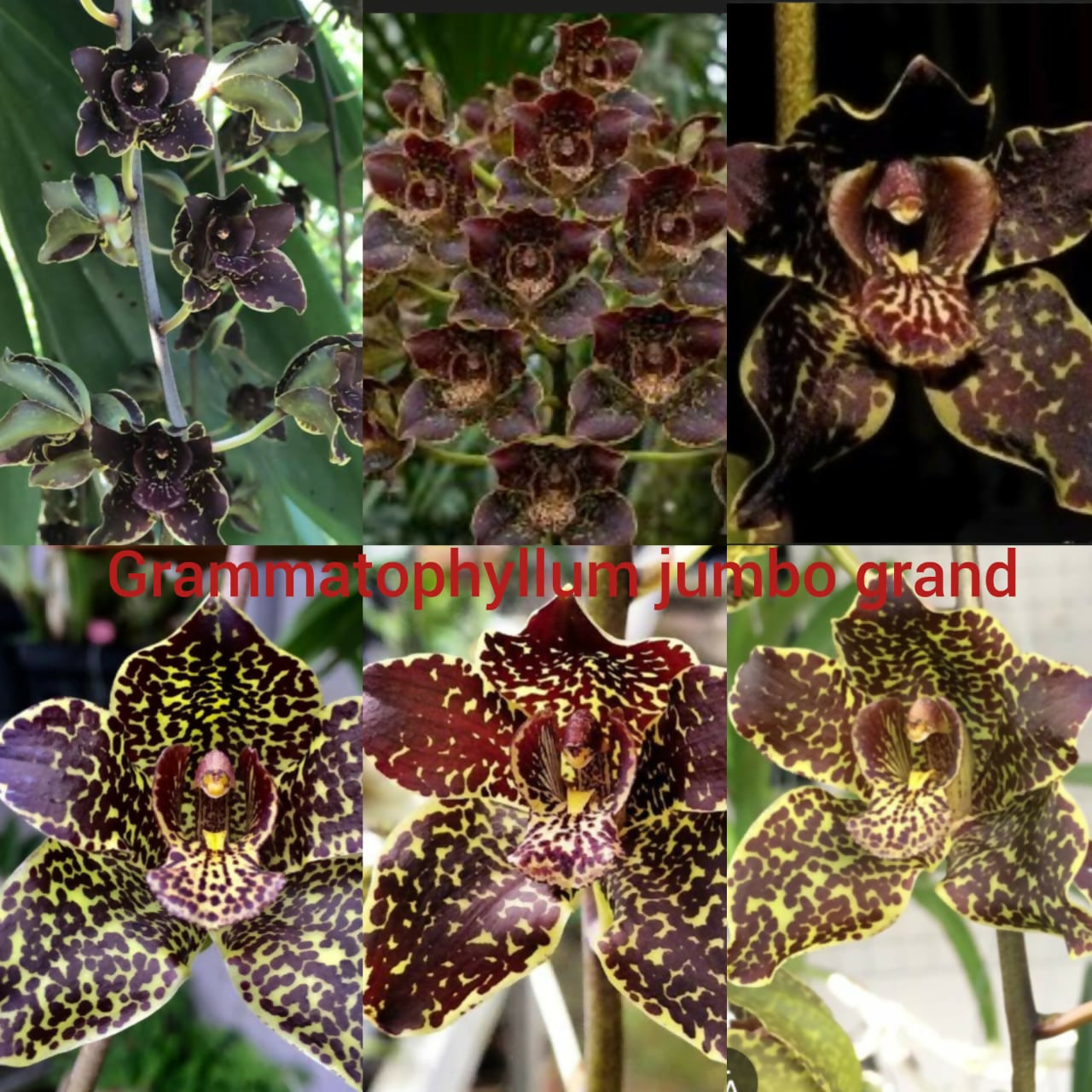 Grammatophyllum Orchid Jumbo Grand