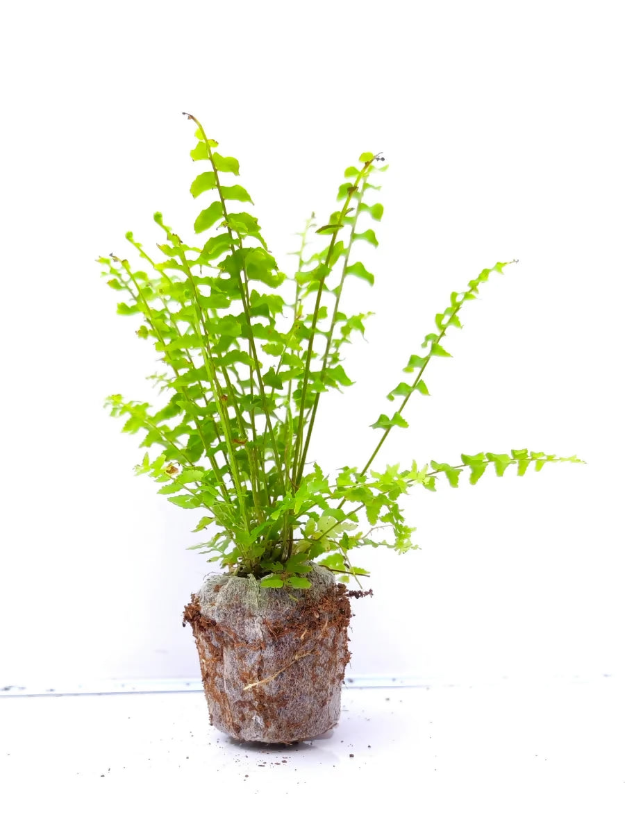 Petticoat Fern