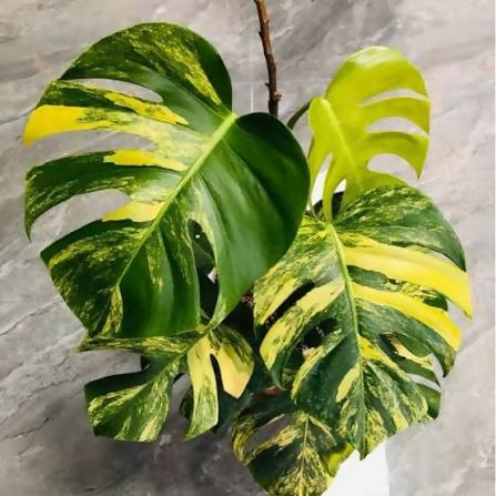 Monstera Deliciosa Aurea Variegated yellow