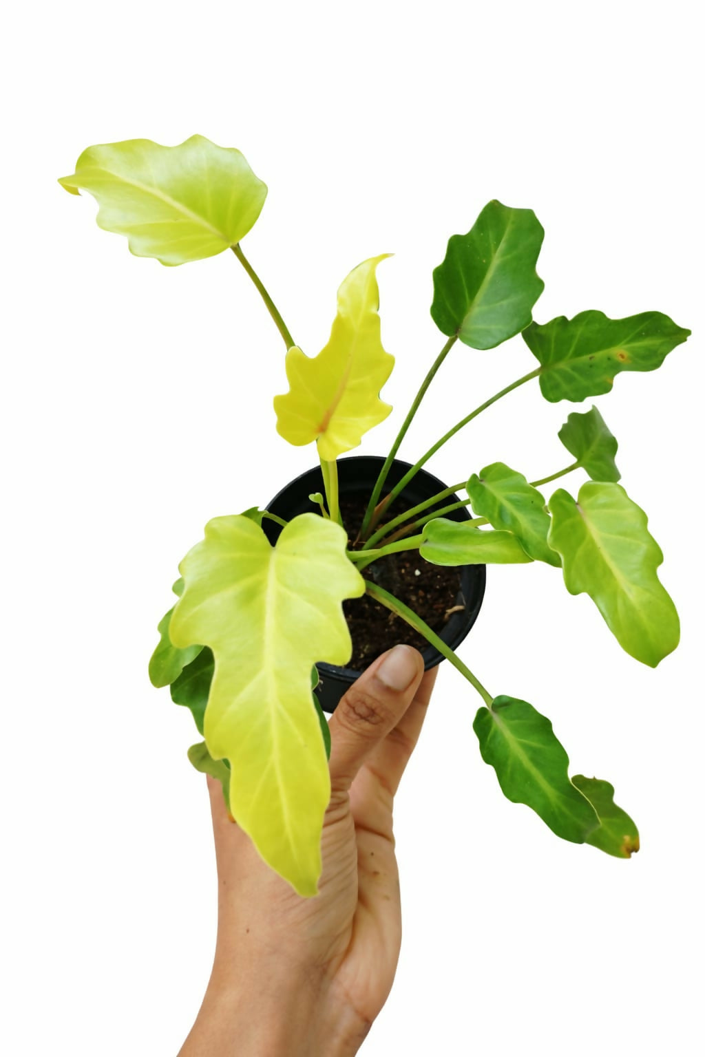 Philodendron Xanadu Golden