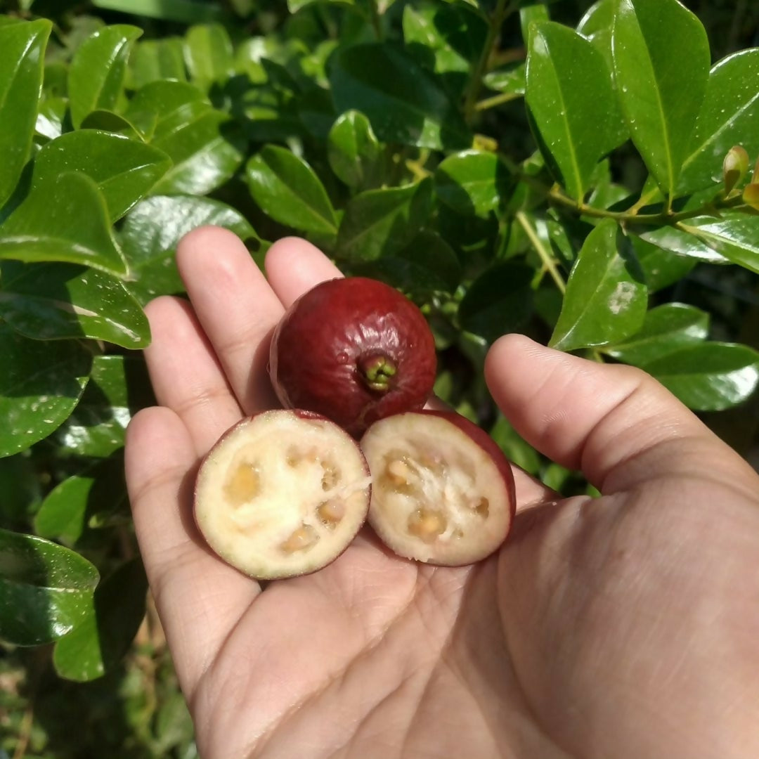 Red strawberry guava Live Plant (Psidium Cattleianum)