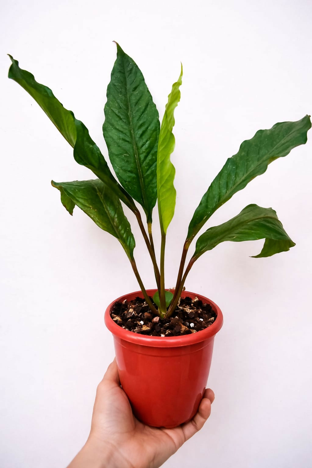 Anthurium Hookeri