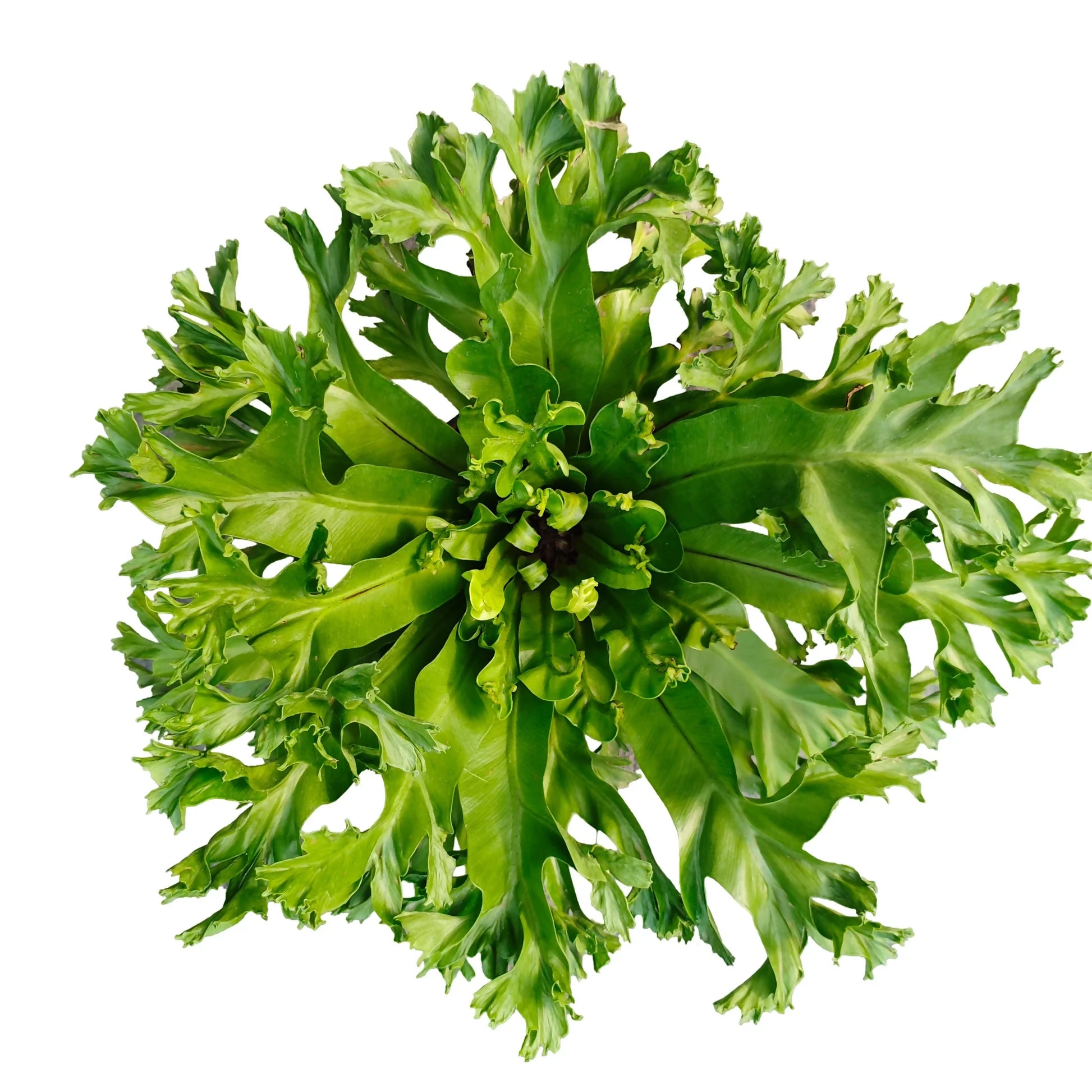 Asplenium antiquum 'Leslie' fern