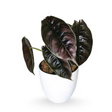 Alocasia azlanii-Exotic TC plants-EtherealDNA