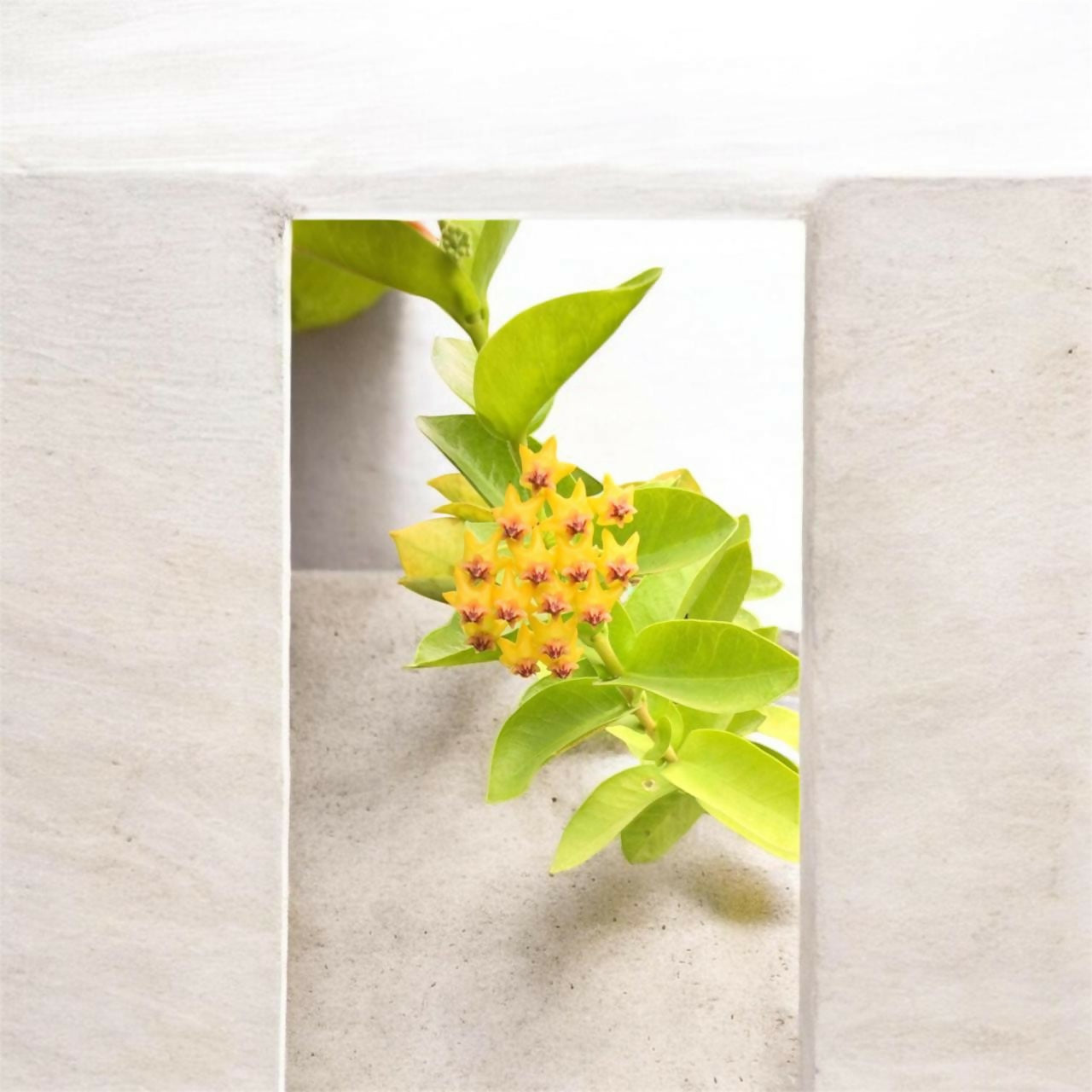 Hoya combo-5 plants-Jiffy sized