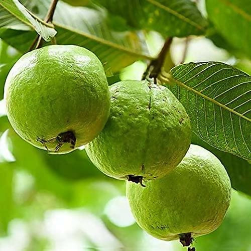 Allahabad Safeda Guava Fruit plant
