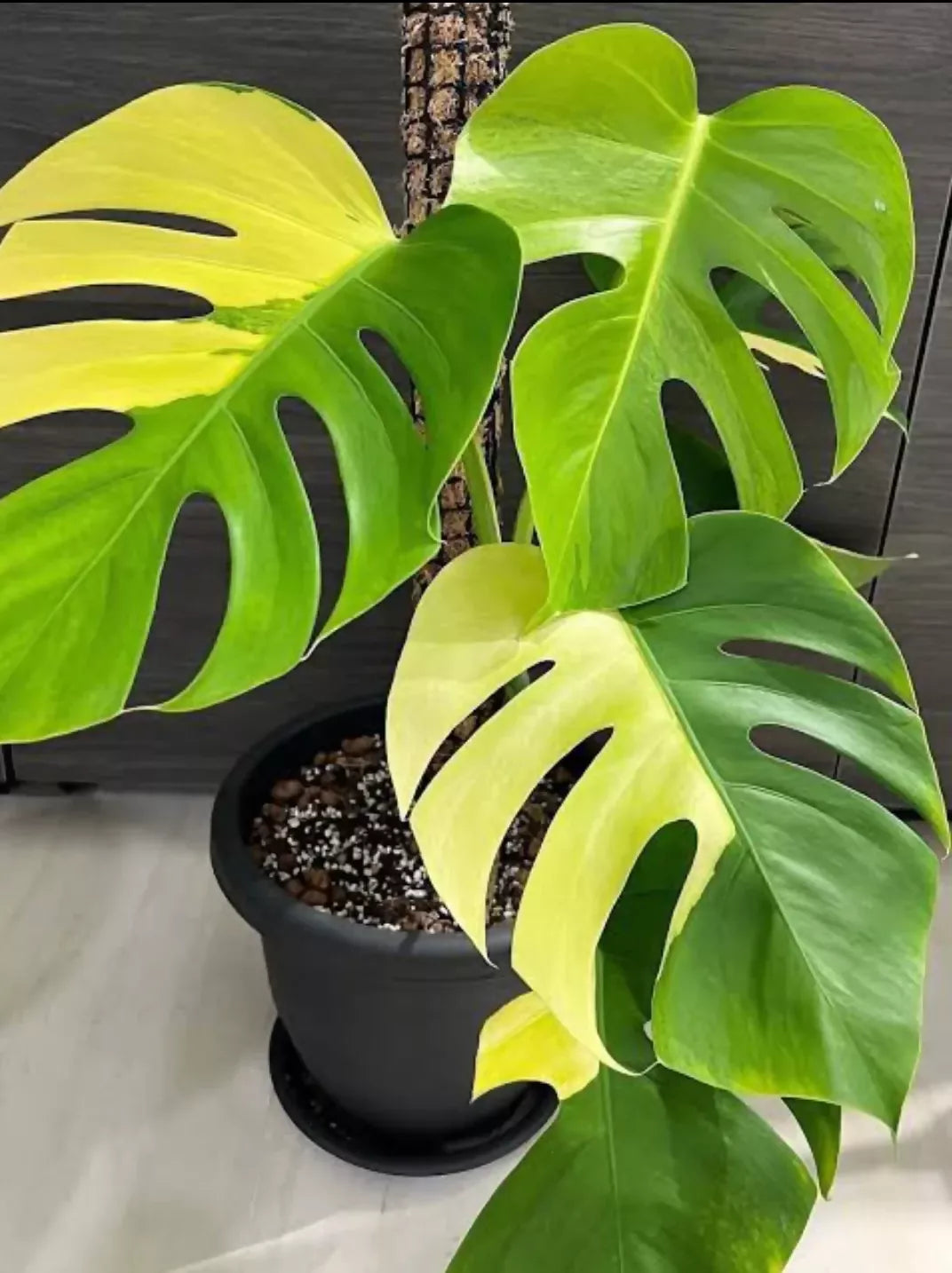 Monstera Deliciosa Aurea Variegated yellow