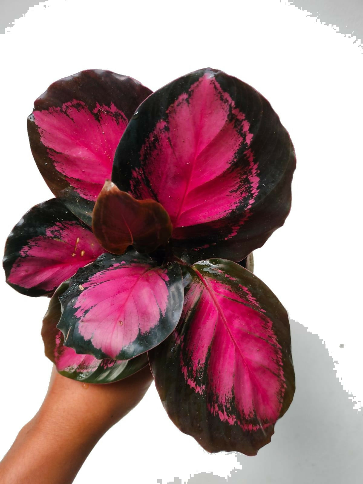 Calathea Crimson Rusco Indoor Plant (30-45 cm Tall)