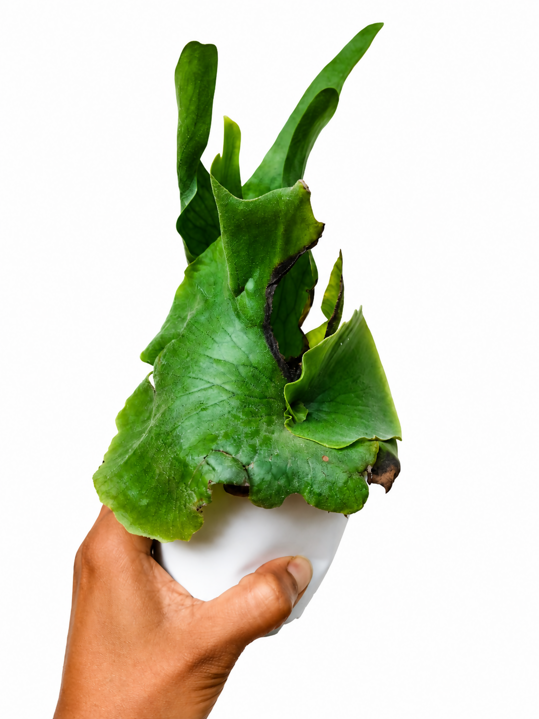 Platycerium wandae (Queen Staghorn Fern)