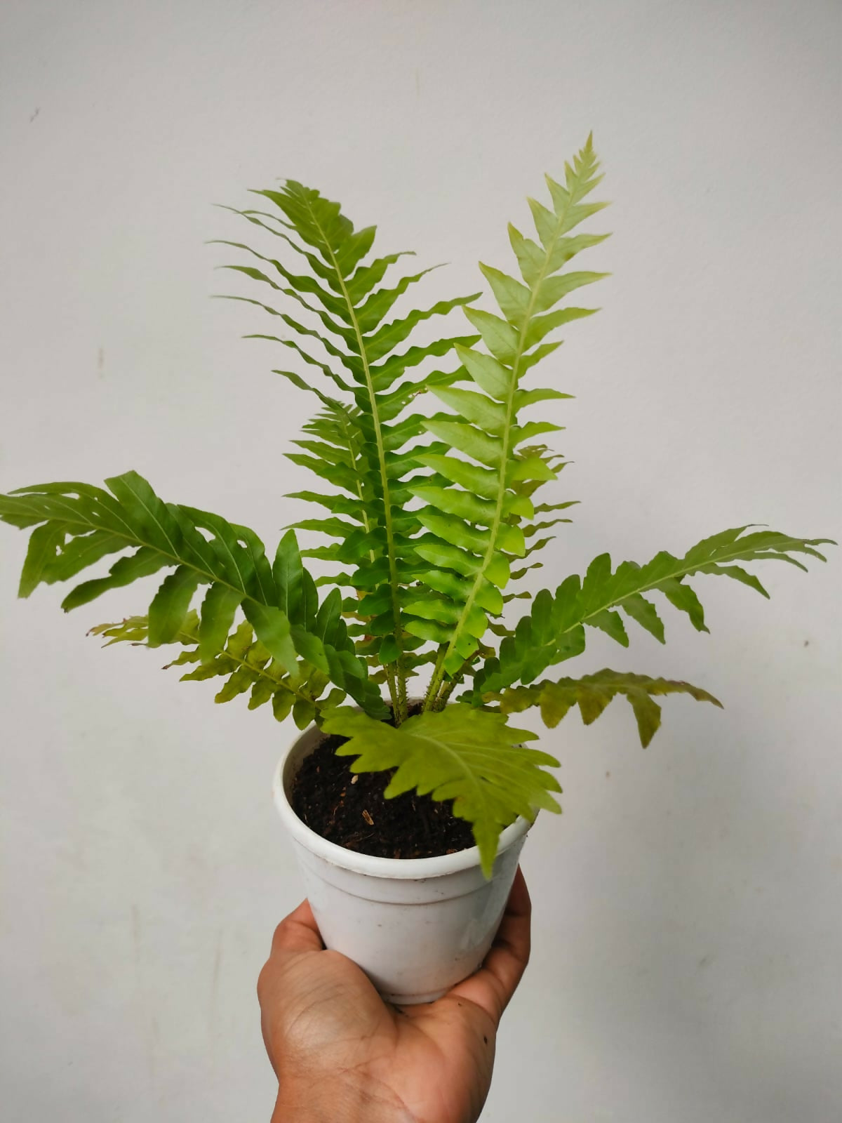 Lush Flora Tree Fern - Tropical Indoor Outdoor Plant