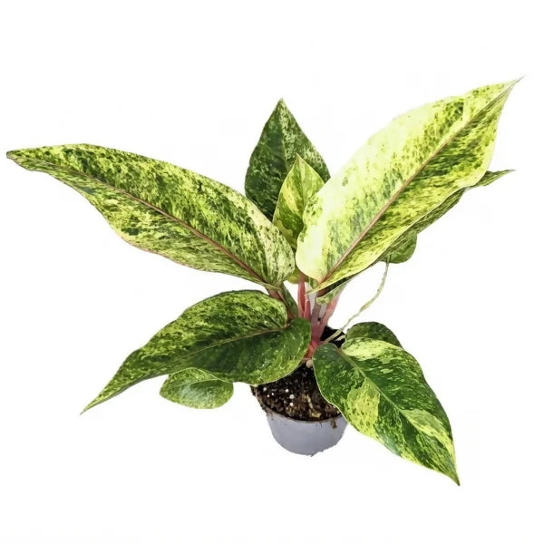 Anthurium Renaissance Variegated